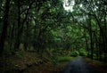 Forest road in broad leaf trees forest Royalty Free Stock Photo