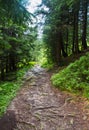 Forest road in Carpatian mountain