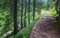 Forest road in Carpatian mountain