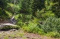 Forest road in Carpatian mountain