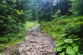 Forest road in Carpatian mountain