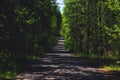 Forest Road. The concept of walking on a forest road, rest, peace among the trees.