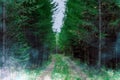 Forest road in a coniferous forest covered with fog Royalty Free Stock Photo