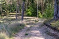 A forest road in a coniferous forest. Sandy trail leading throug Royalty Free Stock Photo