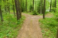 A forest road covered with brown needles.