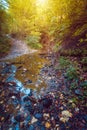 Forest road crossing small river stream in autumn Royalty Free Stock Photo