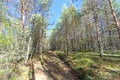 Forest road in early autumn. Trees wall stand to the left and right of the road.