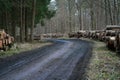 Forest road with felled trees