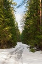 Forest road among fir trees. The spring and light snow Royalty Free Stock Photo