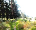 Forest road in flowers, August