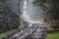 A forest road in fog and a pile of wood. Path leading through the forest in the morning