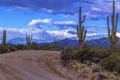 Forest Road in the Four Peaks Wilderness Area Arizona With Snow Royalty Free Stock Photo