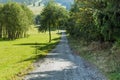 Forest road going through pine forest