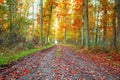 Forest road , golden autumn begins