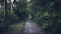 Road in a green foggy forest with darkness nature environment in background