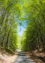 Forest road and green forest