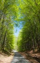 Forest road and green forest