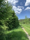 A road in forest under blue sky