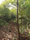 Forest road on hiking trail in tropical forest. Detail of Caribbean nature in its purest form, ideal for your creations.