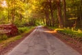 Forest Road in Jutland Denmark around sunset