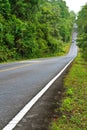 Forest road at Khaoyai National Park