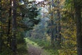 Forest road landscape close-up background. Autumn park Royalty Free Stock Photo