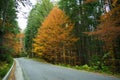 Forest road during late October. Royalty Free Stock Photo