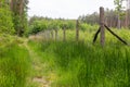 A forest road leading through a pine forest. View of the vista in the forest area