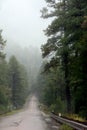 A Forest Road Leads into Stormy Weather