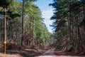 Forest road in the Piney Woods of East Texas Royalty Free Stock Photo