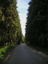 Forest road lined by tall trees