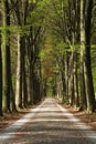 Forest road Royalty Free Stock Photo