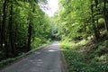 Forest with road between majdan and Rybaren in Majdan Male Karpaty mountains near Horne Oresany, west Slovakia Royalty Free Stock Photo