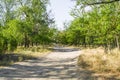 In the forest road. Many trees Royalty Free Stock Photo