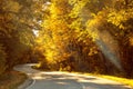 Forest road in the middle of the Fall autumn tree park Royalty Free Stock Photo