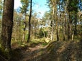 Forest road in the middle of a forest