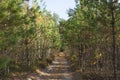 Forest road in the middle of young green pines. A path in a coniferous forest Royalty Free Stock Photo