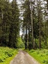 Forest road in the mountains Royalty Free Stock Photo