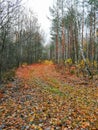 forest road nature autumn landscspe birches foliage belarus Royalty Free Stock Photo