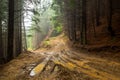 Forest Road nature path landscape Royalty Free Stock Photo