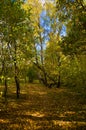 Forest road near Oka river, Russia Royalty Free Stock Photo