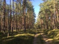 Forest road in northern Poland