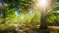 Forest road and old oak forest with rays of the rising sun Royalty Free Stock Photo