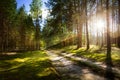 Forest road on old pine forest with rays of the rising sun Royalty Free Stock Photo