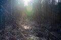 The forest road is overgrown in the rays of the evening sun. An old trail in a bushy forest Royalty Free Stock Photo