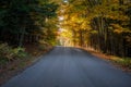 Forest road partlially lit by sunset light filtering through the tree canopy Royalty Free Stock Photo