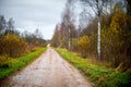 Forest road in late fall Royalty Free Stock Photo