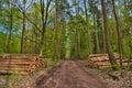 A forest road with piles of sawn trunks along the sides of the road in the spring. Forest clearing after a fire. Sunny day. Hessen