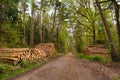 A forest road with piles of sawn trunks along the sides of the road in the spring. Forest clearing after a fire. Sunny day. Hessen