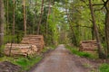 A forest road with piles of sawn trunks along the sides of the road in the spring. Forest clearing after a fire. Sunny day. Hessen